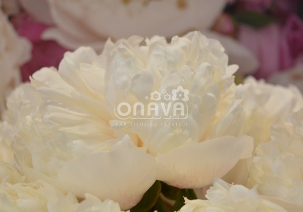 Paeonia hybride Colonel Owens Cousins 3/5