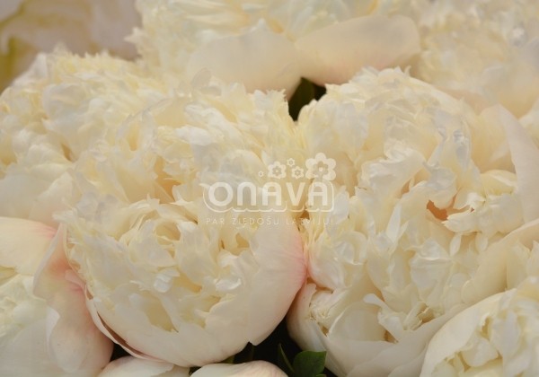 Paeonia hybride Colonel Owens Cousins 3/5
