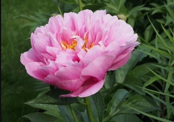 Paeonia hybride Kathy's Touch 3/5