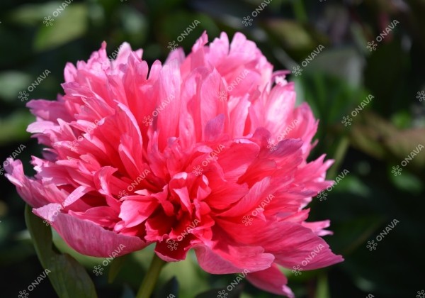 Paeonia hybride Mary Jo LeGare 3/5