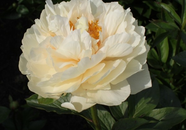 Paeonia hybride Pastelelegance 3/5