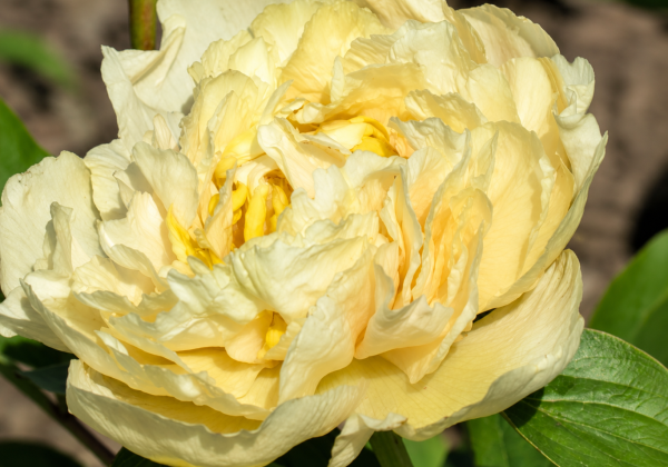 Paeonia hybride Early Canary 3/5