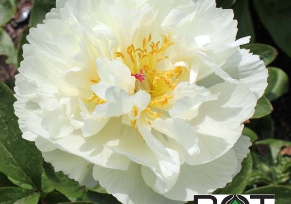 Paeonia hybride Lemon Cloud 3/5