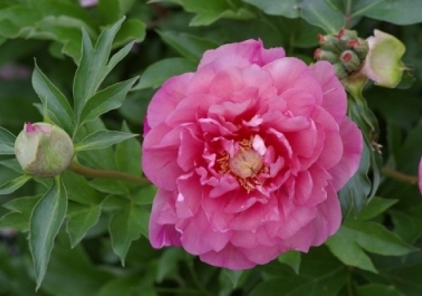 Paeonia intersectional Strawberry Creme Brulee 3/5
