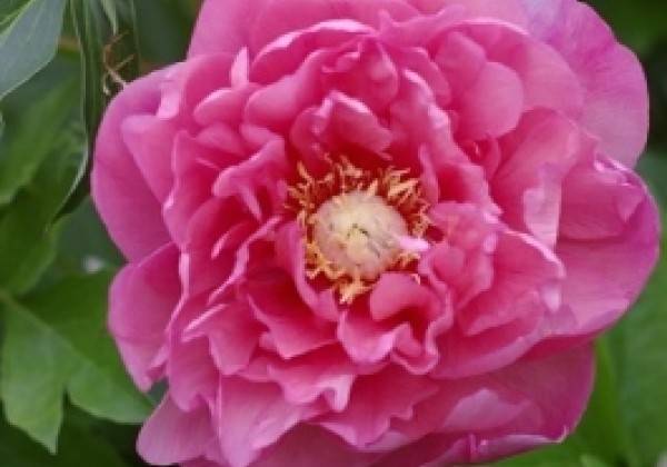 Paeonia intersectional Strawberry Creme Brulee 3/5