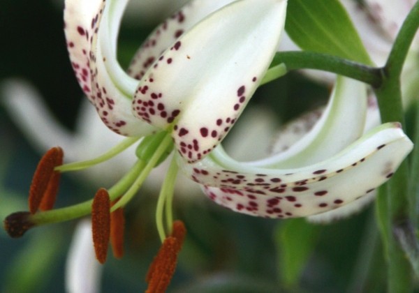 Lilium MA Albi Morning