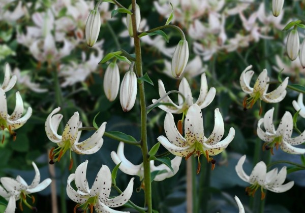 Lilium MA Albi Morning
