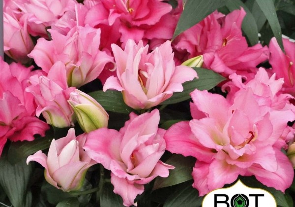 Lilium OR Pink Pulse