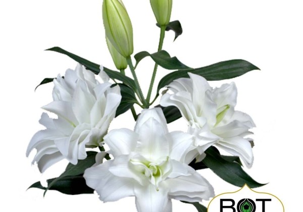 Lilium OR Sancerre