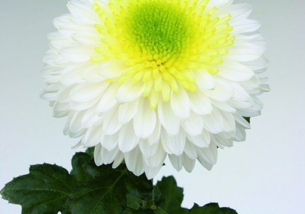 Chrysanthemum, lielziedu Inga