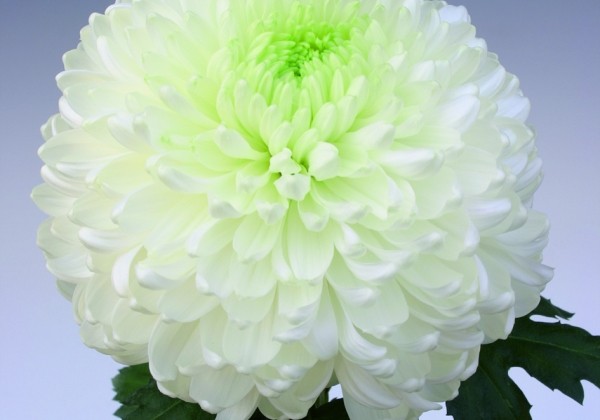 Chrysanthemum, lielziedu Palisade White
