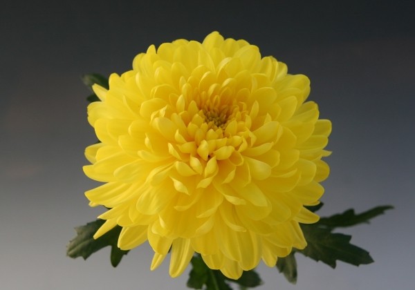 Chrysanthemum, daudzziedu Zembla Sunny