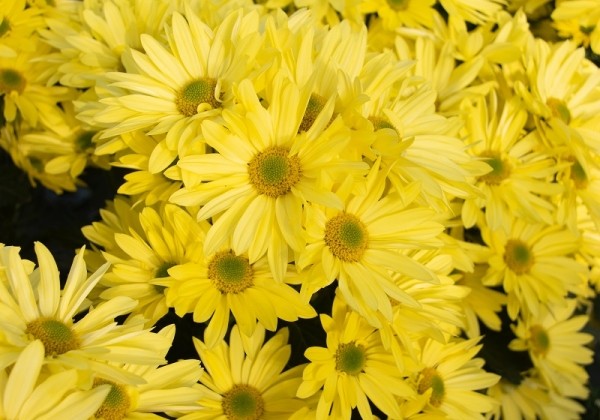 Chrysanthemum, daudzziedu Delhi Yellow