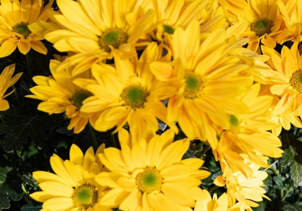 Chrysanthemum, daudzziedu Delhi Gold