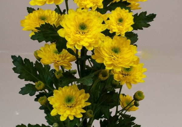 Chrysanthemum, daudzziedu Guam Yellow