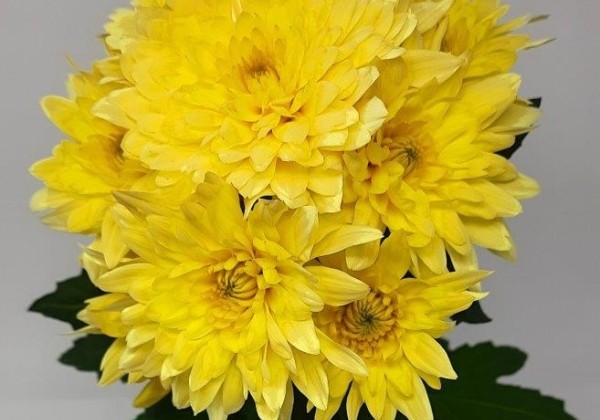 Chrysanthemum, daudzziedu Yeti Dark Yellow