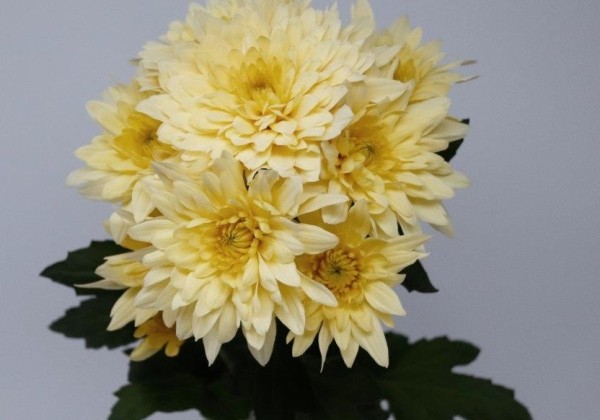 Chrysanthemum, daudzziedu Yeti Beach