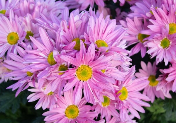 Chrysanthemum, daudzziedu Delhi Pink