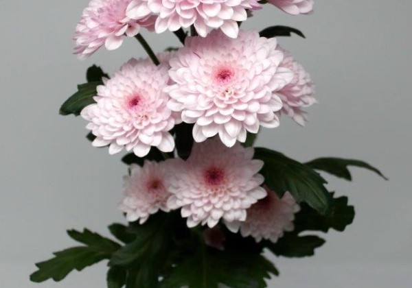 Chrysanthemum, daudzziedu Xian