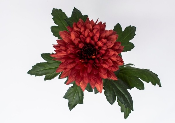 Chrysanthemum, daudzziedu Yeti Red
