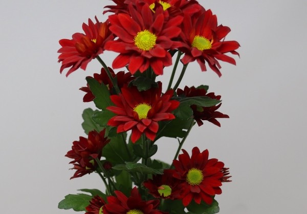 Chrysanthemum, daudzziedu Tegal