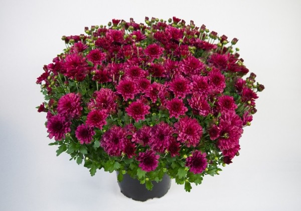 Chrysanthemum multiflora Bransound Magenta