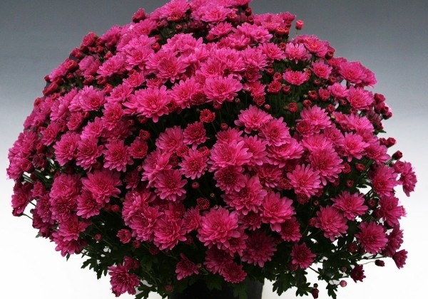 Chrysanthemum multiflora Branperfect Purple