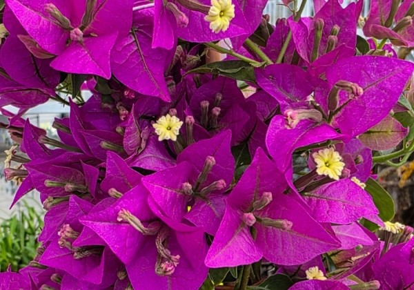Bougainvillea sanderiana , piramīda 17cm podā