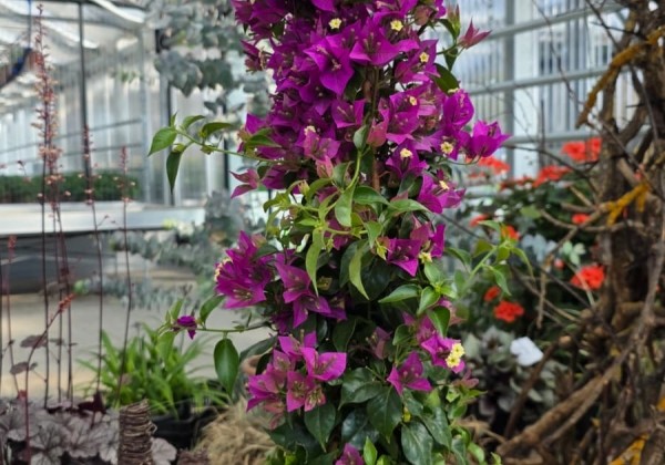 Bougainvillea sanderiana , piramīda 17cm podā