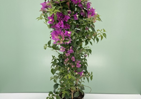 Bougainvillea sanderiana , piramīda 17cm podā