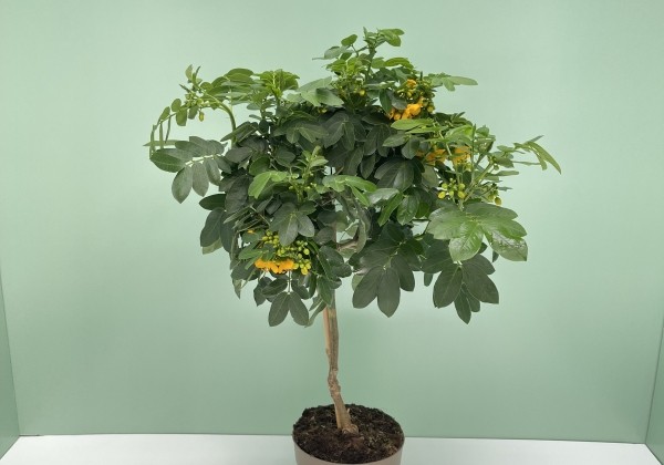 Cassia corymbosa , augststumbrs 17cm podā