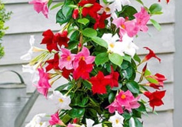 Dipladenia  tricolor, piramīda 17cm podā