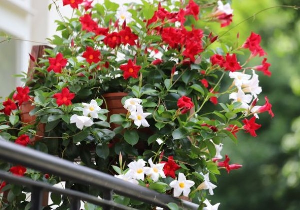 Dipladenia bicolor, nokarena 27 cm podā