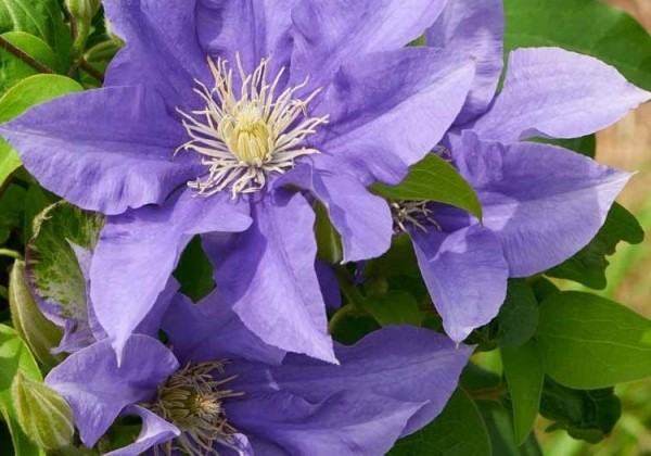Clematis Boulevard purple, piramīda 17cm podā