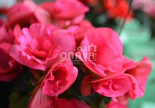Begonia Barkos kolekcija Bela Lilacpink