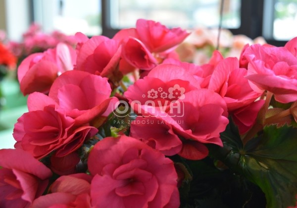 Begonia Barkos kolekcija Bela Lilacpink