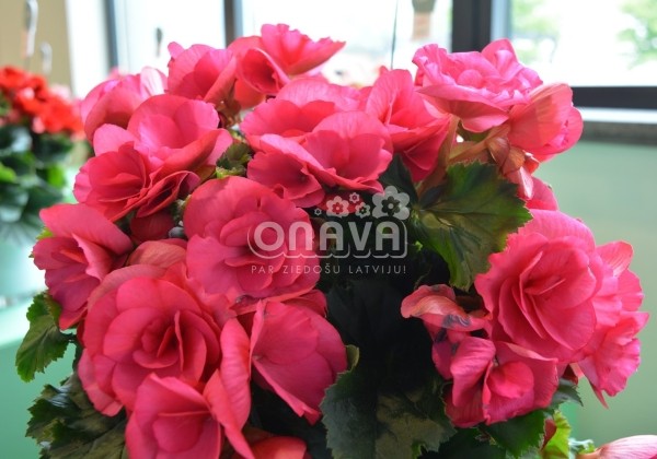 Begonia Barkos kolekcija Bela Lilacpink