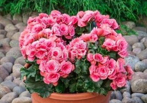 Begonia Barkos kolekcija Berseba
