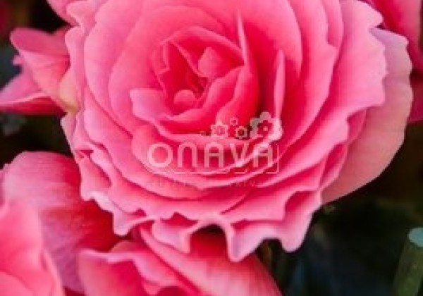 Begonia Barkos kolekcija Berseba