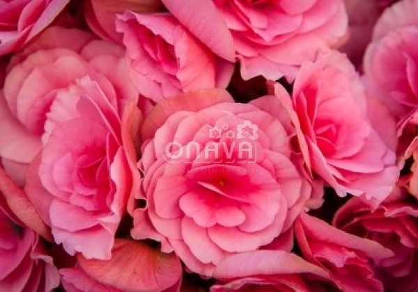 Begonia Barkos kolekcija Berseba