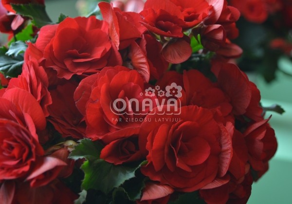 Begonia Barkos kolekcija Berseba Red
