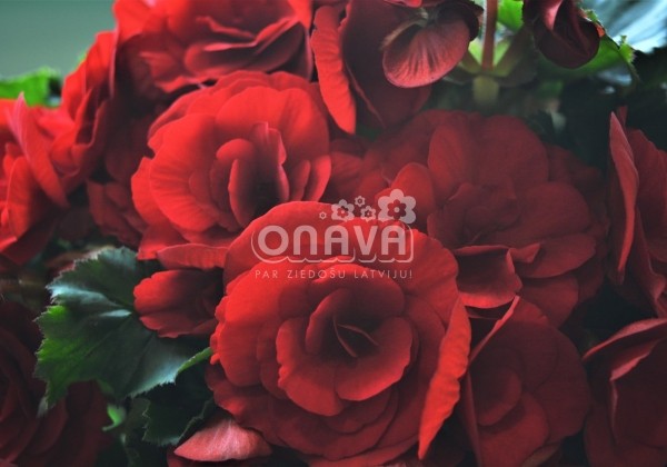 Begonia Barkos kolekcija Berseba Red