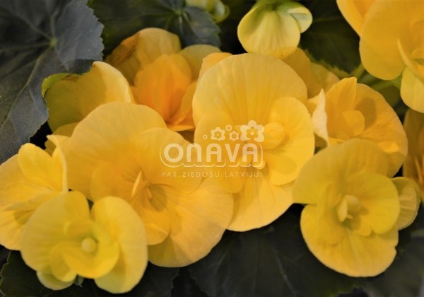 Begonia Ilonas kolekcija Blitz