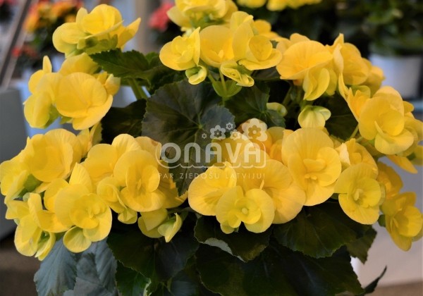 Begonia Ilonas kolekcija Blitz