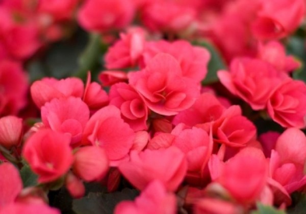 Begonia Betulia kolekcija Betulia Bright Pink