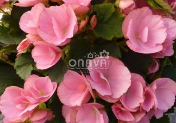 Begonia Betulia kolekcija Betulia Candy