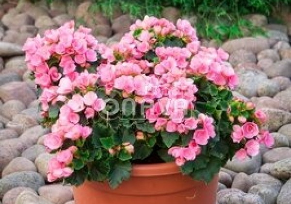 Begonia Betulia kolekcija Betulia Candy