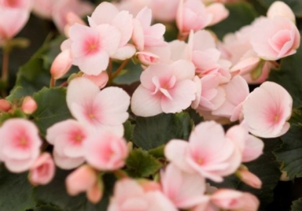 Begonia Betulia kolekcija Betulia Light