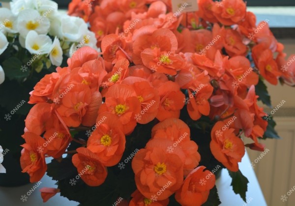 Begonia Sunny Side Up kolekcija Sunny Orange