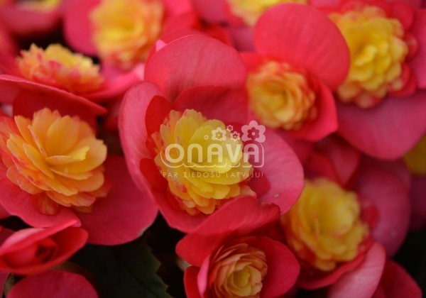 Begonia Valentino kolekcija Valentino Pink